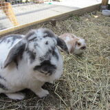 Foto van liesbeth,Turbo,Luna, Levi en Faith