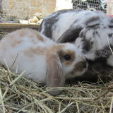 Foto van liesbeth,Turbo,Luna, Levi en Faith