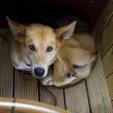 Foto van Cornelie