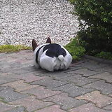Ik zie een konijntje in de tuin maar ik mag er niet naartoe.