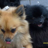 cookie en zorro