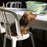 Terra op de BBQ in Herselt, waar David verliefd werd op haar...