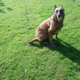 gaby mijn schat .. met de bal in haar bek , de bal is haar alles..