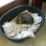 Foto van Lizy en de doggies