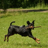 Floris tijdens wandeling in het Tennispark in Heerhugowaard. Floris is…