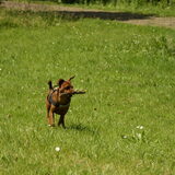 Vrouwke aan het spelen in het Tennispark in Heerhugowaard. Vrouwke is…