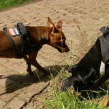 Wat valt daar te snuffelen?
