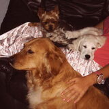 Luca, Maya en Nala (rip)