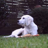 Maya als puppy!