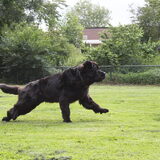 Foto van Inge, Rottweiler Nika & m'n Canadeesje(s)