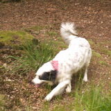 Flippie X