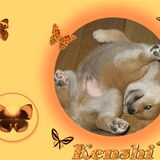 kenshi