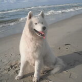 Foto van roos