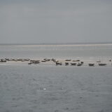 Foto van roos