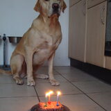 Foto van Ralph, Bo en Dex