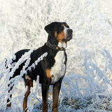 Ollie in WinterWonderland.