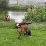 Foto van patricia,  *Spikey* Nino & Lola