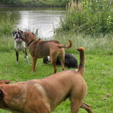 Foto van patricia,  *Spikey* Nino & Lola