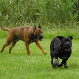 Foto van patricia,  *Spikey* Nino & Lola