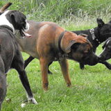 Foto van patricia,  *Spikey* Nino & Lola