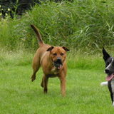 Foto van patricia,  *Spikey* Nino & Lola