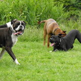 Foto van patricia,  *Spikey* Nino & Lola