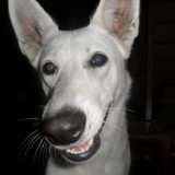 onze flappie !