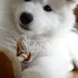 Nanna 8,5 week oud