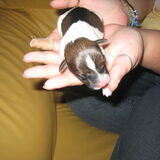 derde pup