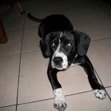 layla x stafford 4,5 maanden oud