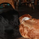Foto van Inge, Rottweiler Nika & m'n Canadeesje(s)