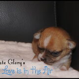 Ultimate Glory's Love is in the Air