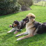 Samen spelen met de hond van de ouders van mijn vrouwtje, da's pas leuk!