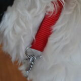 Foto van Lotte