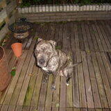 de vader van de pups