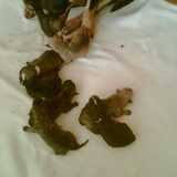 angel en haar pups