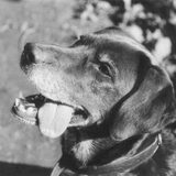 Dat is Bruno, mijn chocoladebruine labrador (eigenlijk gekruist met…