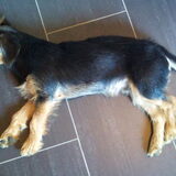Foto van Sammy