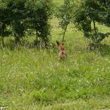 Ardennen 2011...wat zie ik daar in het groen ?