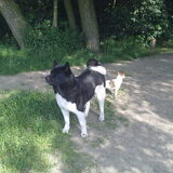 Sjampoo en Joy in het bos