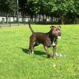 Foto van Jack