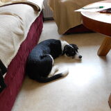 scotty ruim negen maanden oud