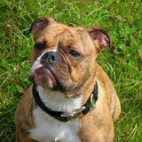 Zazou (L)