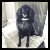 mysterious poodle, taffie.