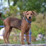 Foto van Duitse Pinscher