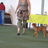 Foto van Duitse Pinscher