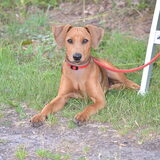 Foto van Duitse Pinscher