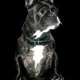 MIJN FRANSE BULLDOG SPIKE HIJ IS NU 10 JAAR EN HIJ HEEFT NOG EEN…