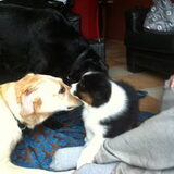 Andere 2 honden ontmoeten =)