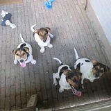 Foto van 3 dogs